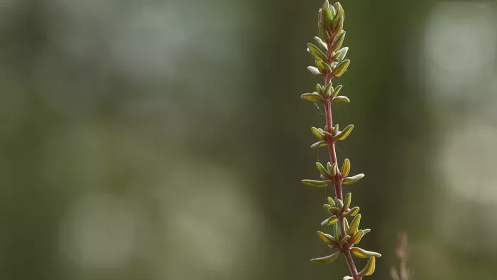 Tijm om te desinfecteren